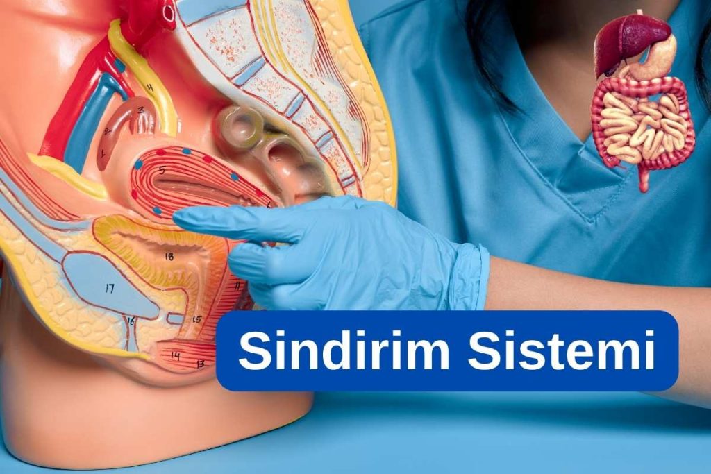 Sindirim Sistemi