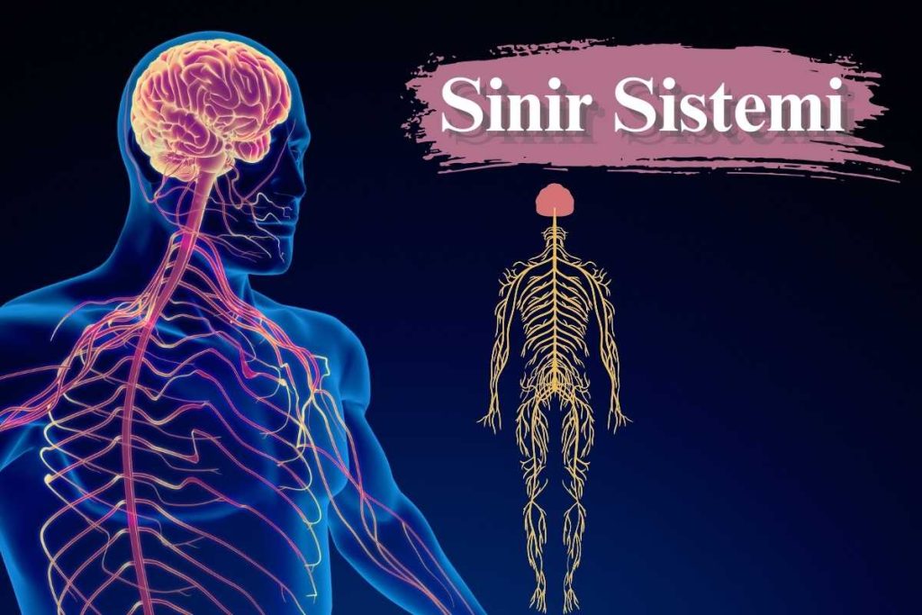 Sinir Sistemi