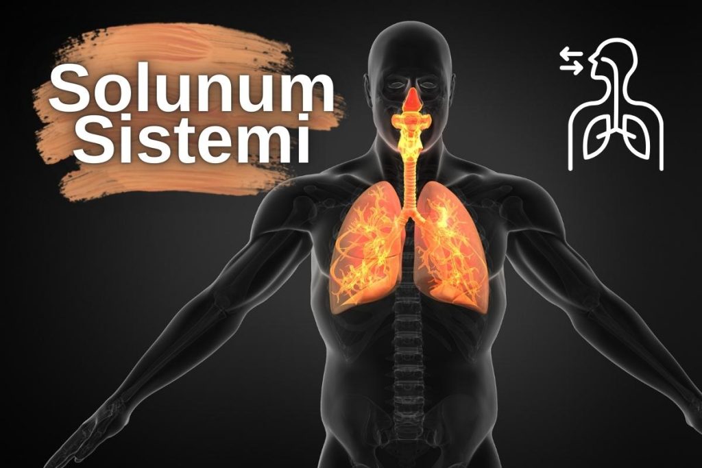 Solunum Sistemi